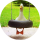 Typer KaczaZajawka