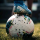 Typer King of soccer